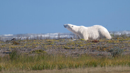 Polar bear strolling on tundra with blue sky and sparse vegetation in the background. Hudson Bay, Churchill, Manitoba, Canada