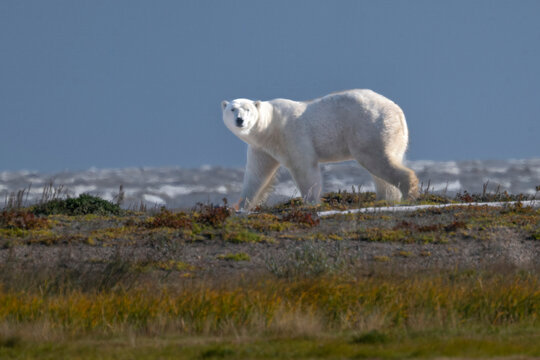 Polar bear walking on tundra with a stark grey-blue sky backdrop. Hudson Bay, Churchill, Manitoba, Canada