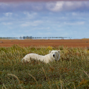 Polar bear rests in a vast tundra landscape under a cloudy sky. Hudson Bay, Churchill, Manitoba, Canada