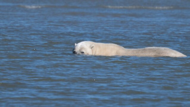 A polar bear swimming in the calm, blue waters looking ahead, with ripples surrounding it. Hudson Bay, Churchill, Manitoba, Canada