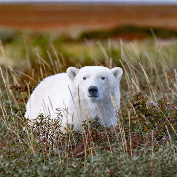 Polar bear resting in a field of tall grass and shrubs in a tundra landscape. Hudson Bay, Churchill, Manitoba, Canada
