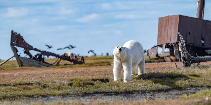 A polar bear stands on tundra with rusted shipwrecks and flying birds in the background. Hudson Bay, Churchill, Manitoba, Canada