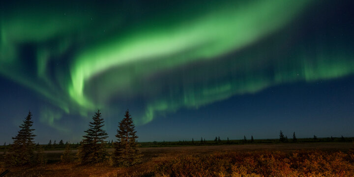 Majestic green aurora borealis over a tranquil forest landscape at night. Hudson Bay, Churchill, Manitoba, Canada