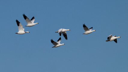 Flock of white birds with black wingtips flying in a clear blue sky. Cross Lake, Manitoba, Canada