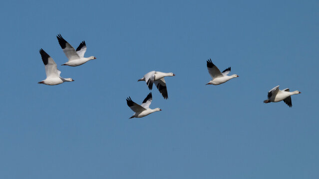 Flock of white birds with black wingtips flying in a clear blue sky. Cross Lake, Manitoba, Canada