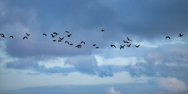 A flock of birds flying against a backdrop of a cloudy blue sky. Cross Lake, Manitoba, Canada