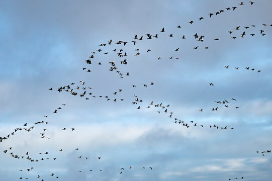 A vast flock of birds flying in a cloudy blue sky. Cross Lake, Manitoba, Canada