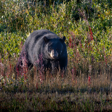 Black bear walking through colorful tall grass and lush greenery in a natural setting. Hudson Bay, Churchill, Manitoba, Canada