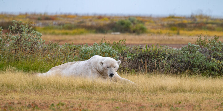 Polar bear resting on grassy tundra with autumn colors in the background. Hudson Bay, Churchill, Manitoba, Canada