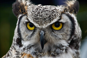 great horned owl