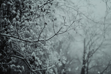 winter trees with snow on them 