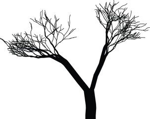 Silhouette of a bare, branching tree against a stark white background