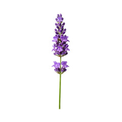 Naklejka premium Detailed purple lavender flower stalk, isolated vertically on a transparent PNG background