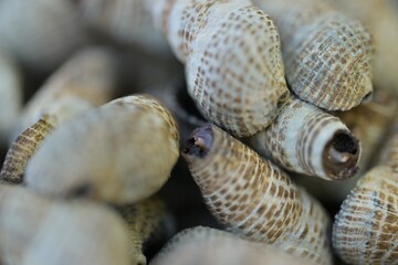 Shells on Beach Close-up
Natural shells arranged on the sand. Perfect background for summer and ocean themes.