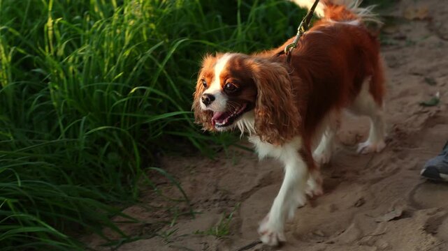 Curious King Charles Spaniel walks on leash along path next to its owner, its tail wagging. Sweet dog, its owner strolling in pet area; dog is sweltering in heat, its tongue hanging out. Dog walking