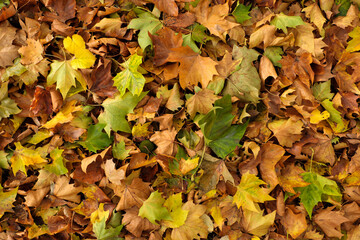 Laub im Herbst für Hintergrund - Stockfoto
