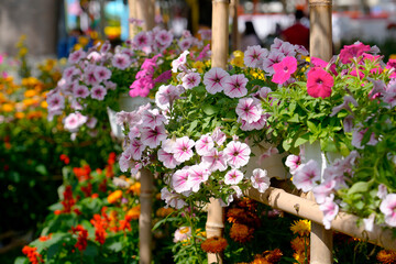 Bright petunias in pink and white hues showcase a vibrant market stall surrounded by lush flowers. Visitors enjoy the lively atmosphere on a sunny afternoon