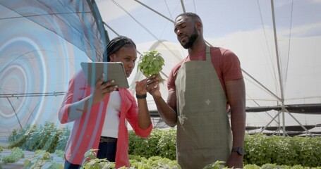 Apron-wearing staff inspecting basil plant while scanning data in greenhouse, with digital tablet
