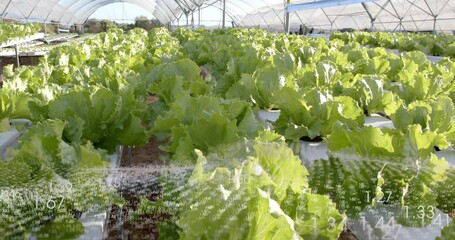 Showing hydroponic troughs growing lettuce inside greenhouse, with gravel paths and metal arches