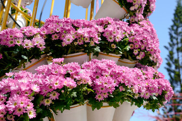 A vibrant garden festival showcases rows of pink flowers in hanging pots, creating a joyful atmosphere. The event features cheerful decorations against a clear blue sky