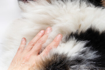 Hand on dog symbolizing the connections and love between humans and pets. Female hand on large dog with double coat and undercoat. pet grooming. Male Australian shepherd with . Selective focus.