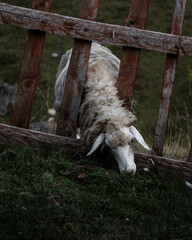 sheep on peak of the balkans trail in Albania