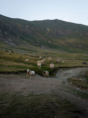 sheep on peak of the balkans trail in Albania