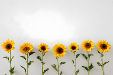 Obraz premium Yellow sunflowers on white background, bright lighting, organic, natural textures. Use for presentation template, branding mockups, or spring posters.