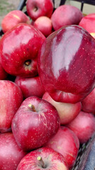 Large ripe apples lie in bulk after harvesting in a special box