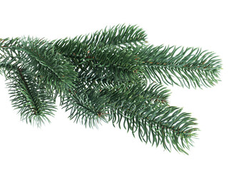 Branch of artificial fir tree isolated on white. Christmas decor