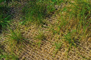 Close-up of green grass and small daisies sprouting through biodegradable erosion control mesh on sunny day, showing soil stabilization process.