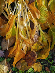 Autumn yellowed leaves and stems of plantain lily on the ground