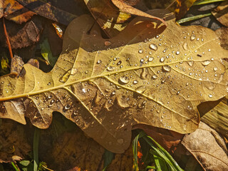 A dried oak leaf on the ground covered with water droplets