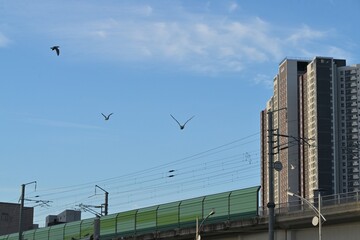 Obraz premium Apartment Buildings with Blue Sky and Birds Tall residential buildings and birds flying over clear sky. Modern city view.