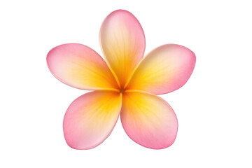Fototapeta premium Frangipani flower featuring pink and yellow petals, blooming with a transparent background, representing summer, holidays, and spa