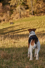 pies foxterier na łące w górach © anix