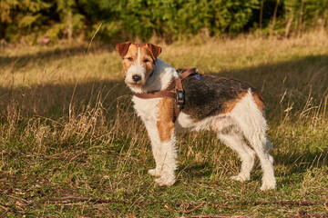 pies foxterier na łące w górach © anix