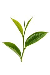 Obraz premium Tea leaf sprout fresh green herb plant botanical natural ingredient agriculture