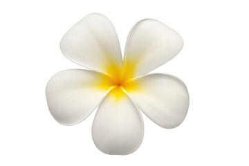 Plumeria flower with white petals and yellow center, tropical bloom for hawaiian wellness and spa concepts, transparent background