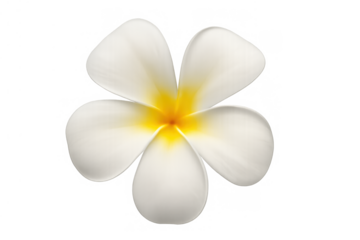 Plumeria flower with white petals and yellow center, tropical bloom for hawaiian wellness and spa concepts, transparent background