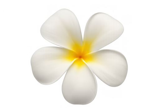 Plumeria flower with white petals and yellow center, tropical bloom for hawaiian wellness and spa concepts, transparent background