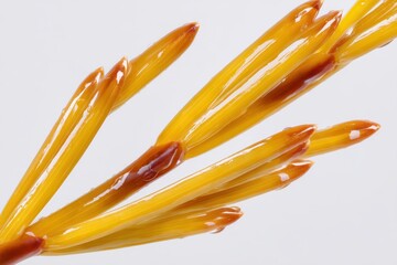 Extreme macro of vibrant yellow-orange pine needles with water droplets, showcasing intricate linear veins on a clean white background. Perfect for nature and science themes.