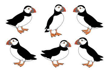 Obraz premium A group of six puffins stand in a line against a white background.