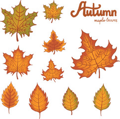 Bundle Clipart Autumn Fall Maple Leaves Collection Vector Illustrations