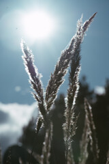 Obraz premium frost on branches