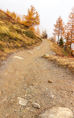 Hiking trail or path towards Autumn forest with seasonal orange yellow colored larch trees.