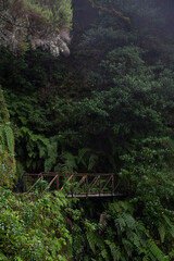 Lush green jungle bridge in Madeira forest
