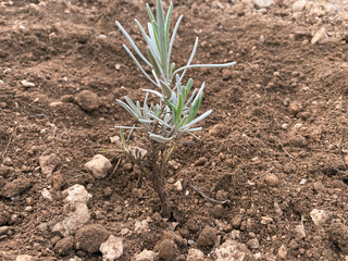 newly planted lavender root