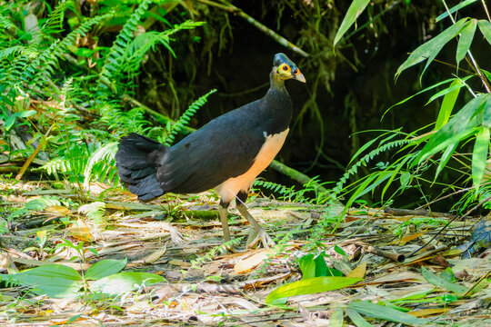 Hammerhuhn (macrocephalon maleo), Maleo, vor einer riesigen Sandgruben wo es seine Eier ablegt