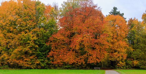 Colorful autumn trees in forest edge with orange and yellow foliage